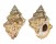 BURSIDAE BUFONARIA NOBILIS shell