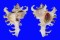 MURICIDAE CHICOREUS RAMOSUS shell