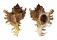 MURICIDAE CHICOREUS RAMOSUS shell