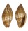 MITRIDAE NEBULARIA PROSCISSA shell