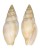 MITRIDAE MITRA SOLIDA shell
