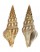 TURRIDAE PTYCHOBELA VEXILLUM shell