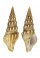 TURRIDAE PTYCHOBELA VEXILLUM shell