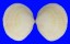 GLYCYMERIDIDAE GLYCYMERIS HOLSERICUS shell