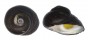 TROCHIDAE DILOMA NIGERRIMA shell