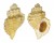 RANELLIDAE CABESTANA TABULATA shell