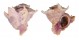 CORALLIOPHILIDAE BABELOMUREX LONGISPINOSUS shell