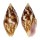 COLUMBELLIDAE PYRENE SPLENDIDULA shell