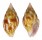 COLUMBELLIDAE PYRENE SPLENDIDULA shell