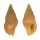 COLUMBELLIDAE MITRELLA cf. NYMPHA shell