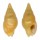 COLUMBELLIDAE MITRELLA cf. NYMPHA shell