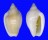 MARGINELLIDAE AUSTROGINELLA MUSCARIA shell