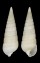 PYRAMIDELLIDAE LONGCHAEUS TERES shell