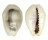 CYPRAEIDAE MONETARIA MONETA shell