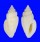 TURRIDAE EUCITHARA CORONATA shell