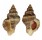 MURICIDAE OCENEBRA INERMICOSTA shell