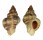 MURICIDAE OCENEBRA INERMICOSTA shell