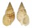 NASSARIIDAE NASSARIUS GLANS shell