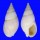 NASSARIIDAE BULLIA RHODOSTOMA shell