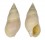 NASSARIIDAE BULLIA RHODOSTOMA shell