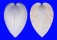 CARDIIDAE LUNULICARDIA HEMICARDIUM shell