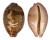 CYPRAEIDAE LEPOCYPRAEA MAPPA shell