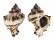 MURICIDAE CHICOREUS CICHOREUM shell
