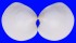 VENERIDAE DOSINIA SUBROSEA shell