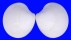 VENERIDAE DOSINIA DISCUS shell