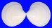 VENERIDAE DOSINIA DISCUS shell
