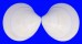 VENERIDAE DOSINIA DISCUS shell