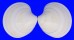 VENERIDAE DOSINIA DISCUS shell