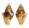 COLUMBELLIDAE COLUMBELLA HAEMASTOMA shell