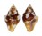 COLUMBELLIDAE COLUMBELLA HAEMASTOMA shell