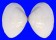 MACTRIDAE MACTRA CHINENSIS shell