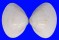 MACTRIDAE MACTRA CHINENSIS shell