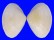 MACTRIDAE MACTRA CHINENSIS shell