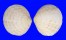 TELLINIDAE SCUTARCOPAGIA SCOBINATA shell