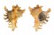 MURICIDAE CHICOREUS RAMOSUS shell