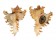 MURICIDAE CHICOREUS RAMOSUS shell