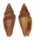 MITRIDAE VEXILLUM FUNEREUM shell