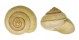 LANDSNAIL ASPERITAS WAANDERSIANA shell
