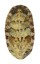 CHITONIDAE NUTTALINA CALIFORNICA shell