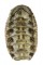 CHITONIDAE NUTTALINA CALIFORNICA shell
