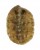 CHITONIDAE LEPTOCHITON ASELLUS shell