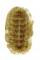 CHITONIDAE CALLISTOCHITON ANTIQUUS shell