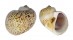 NATICIDAE NATICA FANEL shell