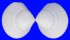 TELLINIDAE CYCLOTELLINA DISCUS shell