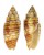 MITRIDAE MITRA PUNCTICULATA shell