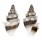 TURRIDAE CLAVUS CANALICULARIS shell